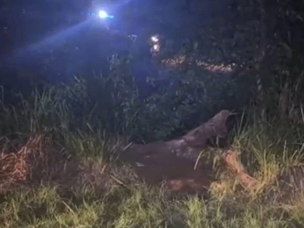 El cadáver del hombre estaba en medio de unos matorrales, cerca de unas cañeras en San Antonio.