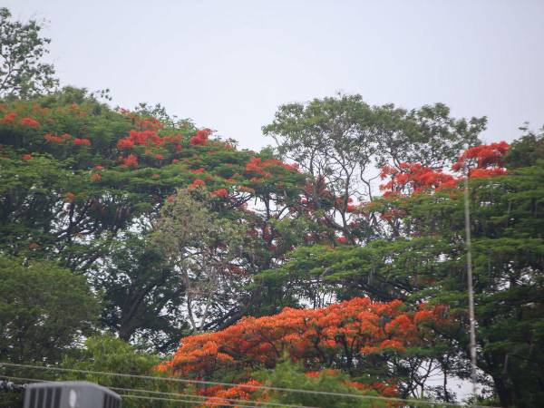 la contaminación puede afectar las flores de las plantas disminuyedo su productividad.