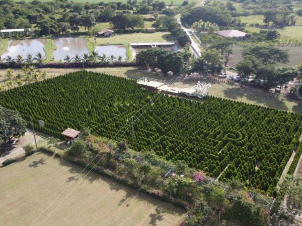 El túnel de cipreses está ubicado en Flores, Villa de San Antonio.