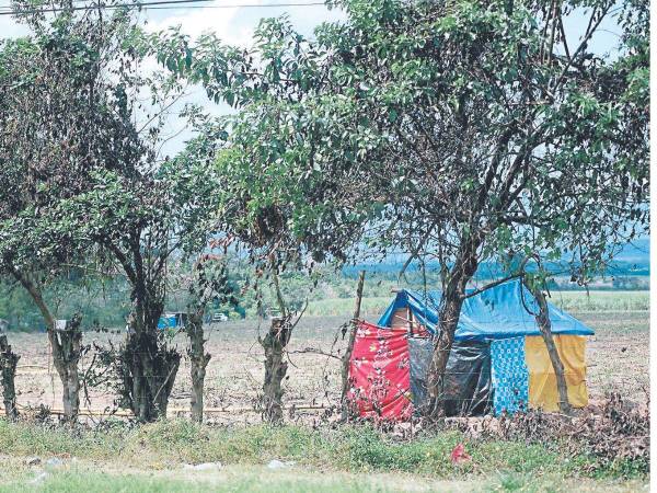 Los supuestos campesinos han eliminado las plantaciones de caña y colocado sus covachas.