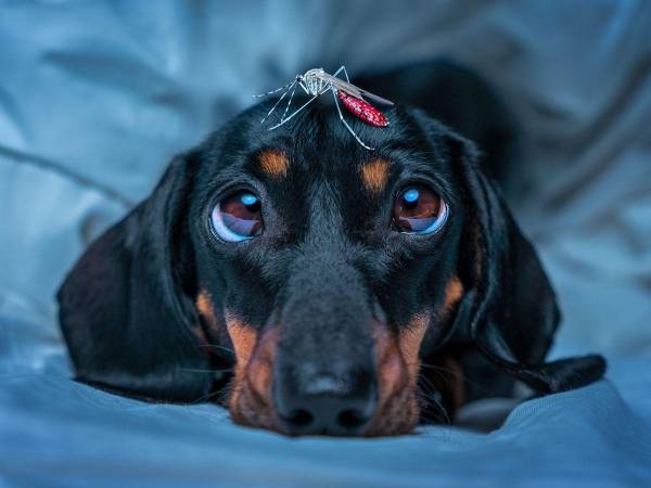 El olor de los perros los vuelve más atractivos para los zancudos en comparación con los humanos.