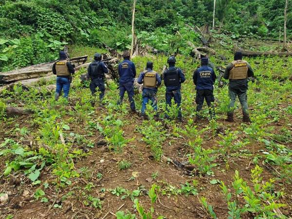 Se trata de tres manzanas de plantación de coca, que supera las 21 mil plantas.