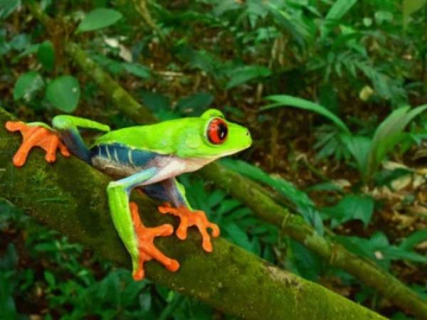 La rana arbórea de ojos rojos fue una de las especies encontradas en Ciudad Blanca. Foto cortesía CNN