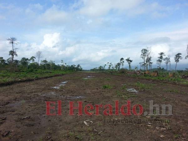 Las narcopistas miden en promedio mil metros de largo por 15 de ancho, lo suficiente para aterrizar una avioneta.