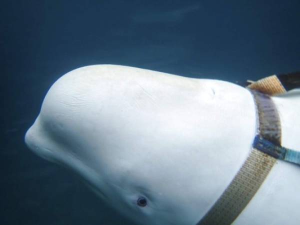 Una ballena beluga nadando alrededor de un barco pesquero antes de que pescadores noruegos le quitaran el apretado arnés. (Foto: AP)