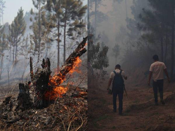 Un equipo de EL HERALDO se adentró hasta el Parque Nacional La Tigra, donde se encontró un ambiente lleno de bruma producto del humo, numerosos árboles quemados y la lucha ardua del Cuerpo de Bomberos y otras instituciones para sofocar las llamas que continúan activas en la zona de refugio. A continuaciones las imágenes captadas por este rotativo.