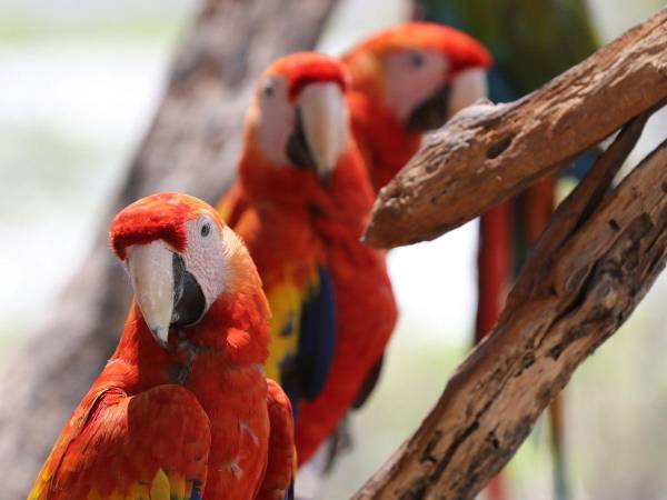 En la actualidad se tienen a 46 guaras rojas y nueve guaras verdes que están en el proceso para ser liberadas.