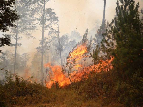 De acuerdo con las investigaciones a cada siniestro en vocación forestal, el 79% indica que la causa de los siniestros es por mano criminal.