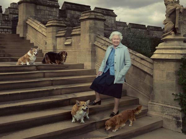 La monarca británica crió una treintena de ellos a lo largo de generaciones, con preferencia por la raza Pembroke.