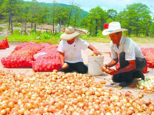 Los pequeños productores piden al gobierno apoyo para vender su vegetal.