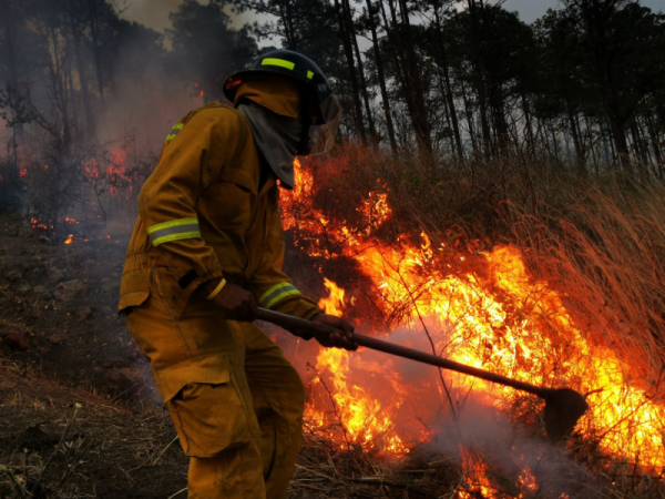 Francisco Morazán ha perdido 151 hectáreas de bosques.