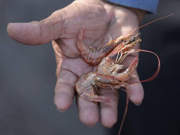 El primer mercado para el camarón hondureño que se cultiva en Choluteca y Valle.