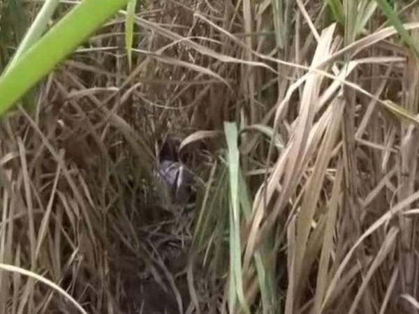 El cuerpo del hombre estaba en medio de las cañeras.