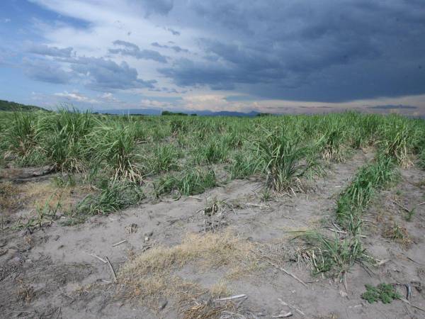 El período de canícula, que representa disminución de las lluvias, será más intenso en algunas zonas del país, según Copeco.