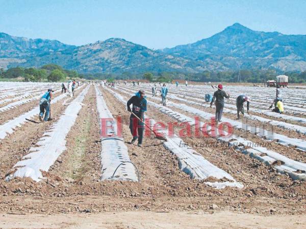 El sector agrícola es el que más empleos genera en el país, destacando las actividades de exportación.