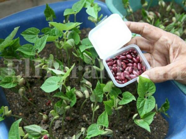 En el caso de los frijoles está la variedad de Amadeus que resisten diferentes temperaturas y condiciones climatológicas. Foto: Mario Urrutia/ElHeraldo