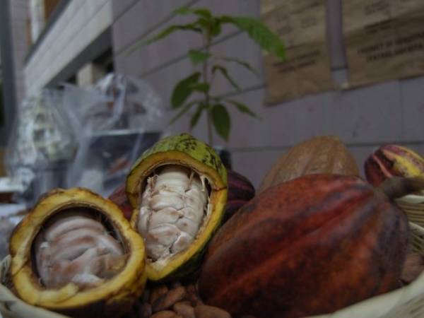 El chocolate habría salido de los desechos de la pulpa del cacao para producir cerveza.