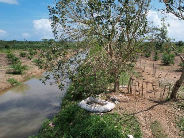 Alrededor de los canales artificiales hay plantaciones de palma africana y ganaderías.