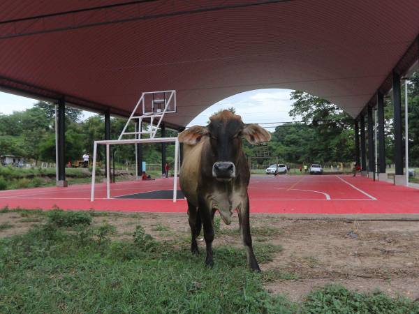 En Juticalpa, Olancho, a la cancha multiusos no le hicieron cerco perimetral y es invadida por vacas, gallinas, caballos. Se está deteriorando por completo, a menos de cinco meses de haberla finalizado.