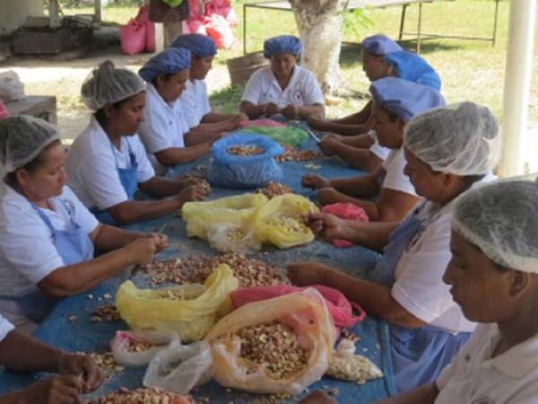 Un grupo de mujeres clasifican la semilla de marañón para exportación.