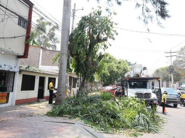 Los capitalinos que consideran que un árbol provoca daños y pueden comprobarlos, son los que realizan solicitudes de poda o corte.