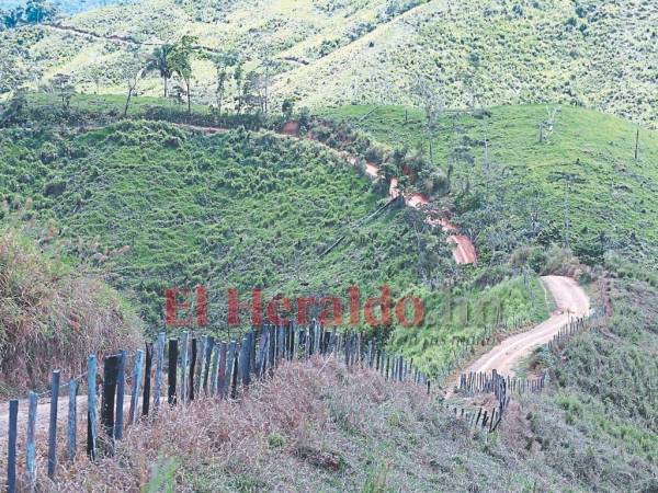 A las orillas de la carretera ilegal se pueden observar terrenos cercados donde alguna vez existieron árboles y ahora solo sirven de pastizales para alimentar miles de cabezas de ganado de la zona.