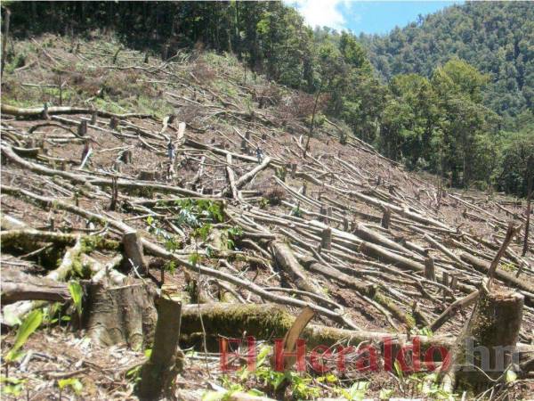 La Biósfera del Río Plátano, en La Mosquitia, es una de las zonas protegidas más afectadas por la deforestación. El poco acceso de las autoridades al lugar agudiza la situación.