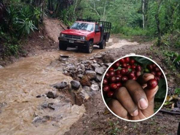 El análisis buscará identificar las zonas más afectadas y la forma de potenciar la producción del aromático.