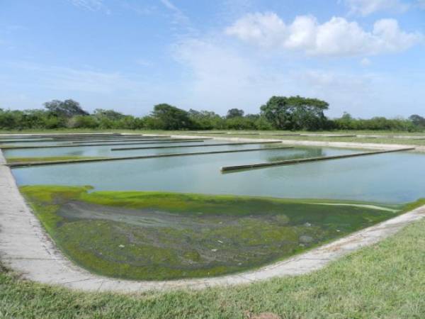 La lagunas de oxidación están en riesgo de destrucción por lluvias .