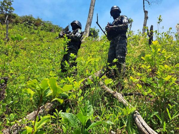 Las Fuerzas Armadas en una platación de supuesta hoja de coca.