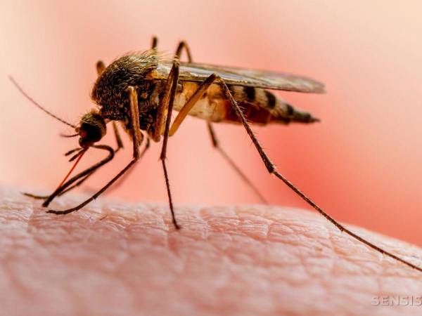 La mayoría de estos casos se registran en Gracias a Dios, pues se registran 63 incidencias, esta región se encuentra en <b>zona de alerta</b> por malaria.