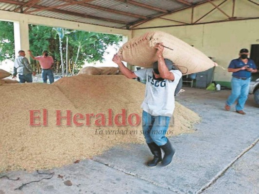 Casi 24 mil manzanas de tierra se cultivaron de granos básicos en el valle de Comayagua durante el año anterior.