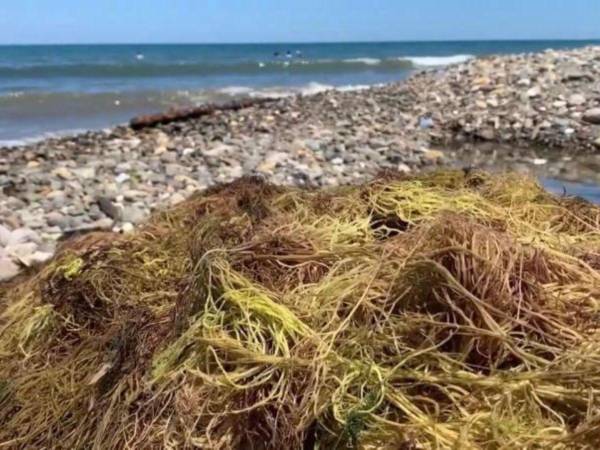 Las algas son sacadas del agua y posteriormente vendidas a empresarios de la pesca en La Ceiba.