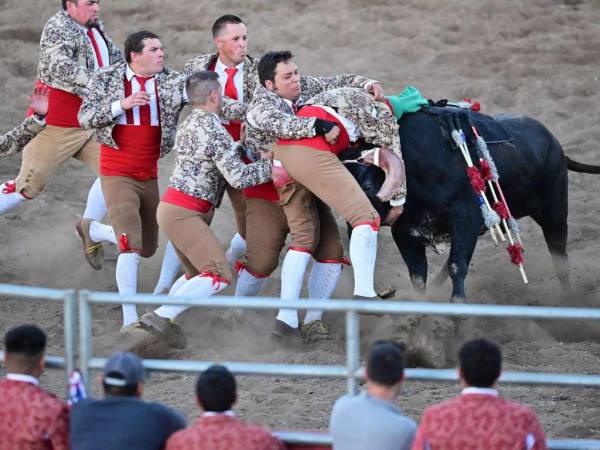 A diferencia de las corridas portuguesas los toros en California no sangran, porque las banderillas tienen velcro en sus puntas en vez de lanzas, y se adhieren al cojín que los toros llevan puestos.