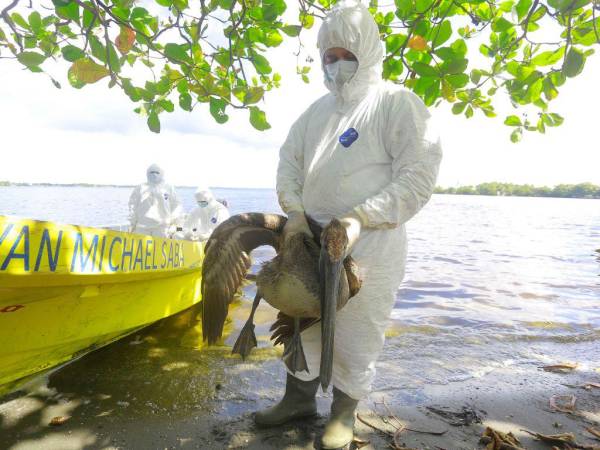 La mortandad de aves se extiende a lo largo del litoral atlántico, en las costas de Centroamérica y Sudamérica. Perú registra 14,000 decesos.