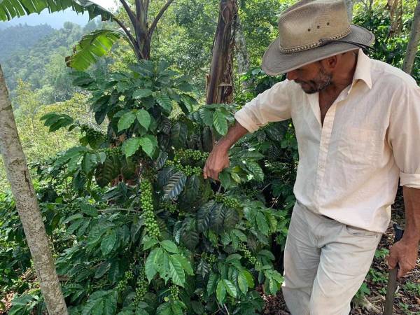 El café es el principal producto agrícola de exportación al aportar más del 3% al PIB Nacional y cerca de 30% al PIB Agrícola.