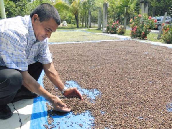 Unos 30,000 quintales se esperan para este año.