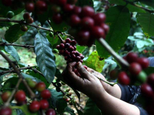 Los cafetaleros afirman que la mano de obra para el corte del grano sigue siendo limitada.