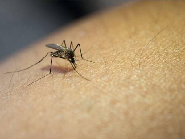 La fiebre Oropuche es transmitida por la picadura de mosquitos.