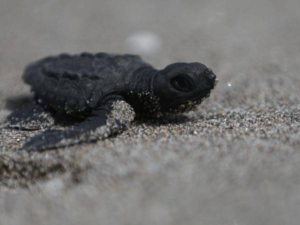 Cada pequeña tortuga golfina debe hacer su camino por la playa hacia al mar para dentro de varios años regresar a poner sus huevos.