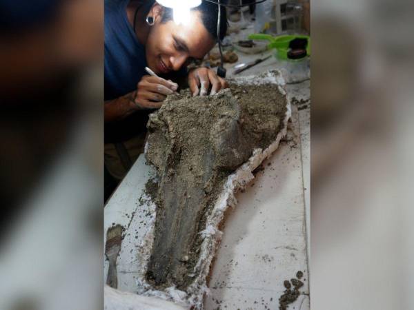 Los expertos afirman que el hallazgo del cránero es un aporte muy grande para la paleontología.