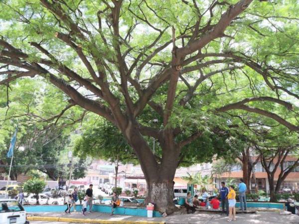 En varios puntos de la ciudad se han sembrado muchos guanacastes, este se ubica en el barrio del mismo nombre.