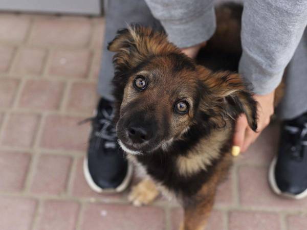 Ganar con paciencia la confianza de un perro callejero es esencial, pues suelen estar más acostumbrados al maltrato que al cariño. Espere a que él permita el contacto físico.