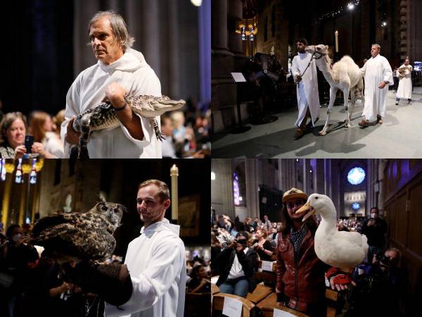 Centenares de animales, entre ellos un camello, un búho, serpientes, un caimán, ponis, avestruces, ocas, conejos perros y gatos, fueron bendecidos este domingo en la catedral de San Juan el Divino de Nueva York con motivo del día de San Francisco de Asis, en una ceremonia oficiada por el obispo de la ciudad. Estas son las imágenes del inusual hecho.