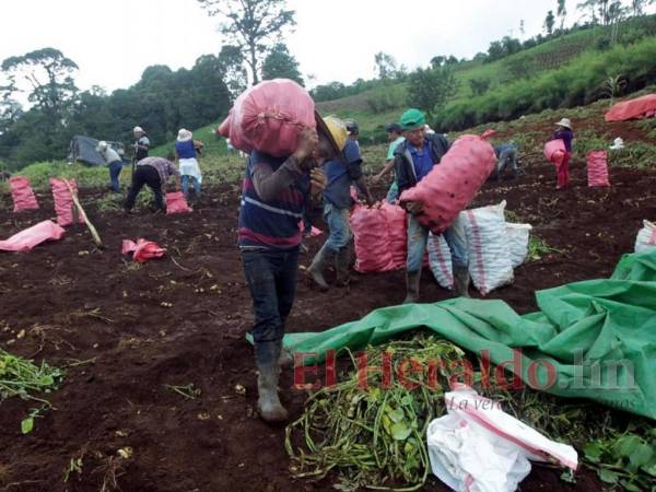 Ante los altos precios de los insumos, los agricultores se las ingenian para hacer producir la tierra.