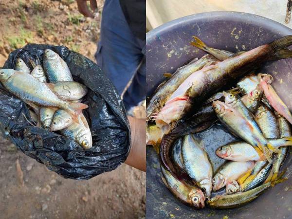 El “milagro celestial” de la “lluvia de peces” volvió a asombrar a los pobladores de Yoro.