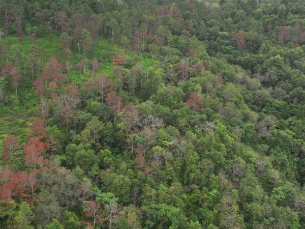 Actualmente hay 173 hectáreas de bosque de pino afectada en todo el territorio por los ataques de la plaga.