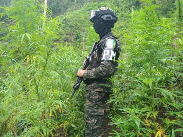 Equipos de las Fuerzas Armadas y otras instituciones del Estado han ejecutado operaciones en el combate del narcotráfico.