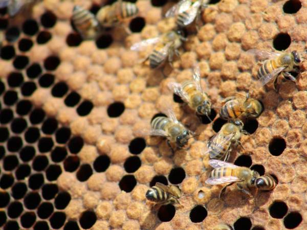 Desde 2018, cada 20 de mayo se celebra el Día Mundial de las Abejas.