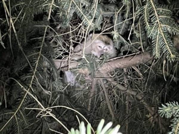 Las autoridades locales no explicaron por qué a los animales se les practicó una eutanasia. FOTO CORTESÍA: Twitter